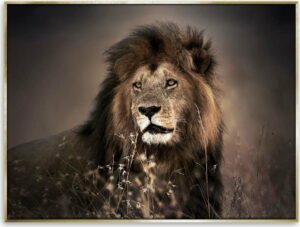 Obraz na plátně Styler Golden Lion
