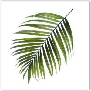 Obraz Styler Canvas Greenery Black Palm
