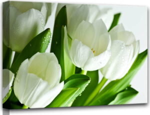 Obraz Styler Canvas White Tulips